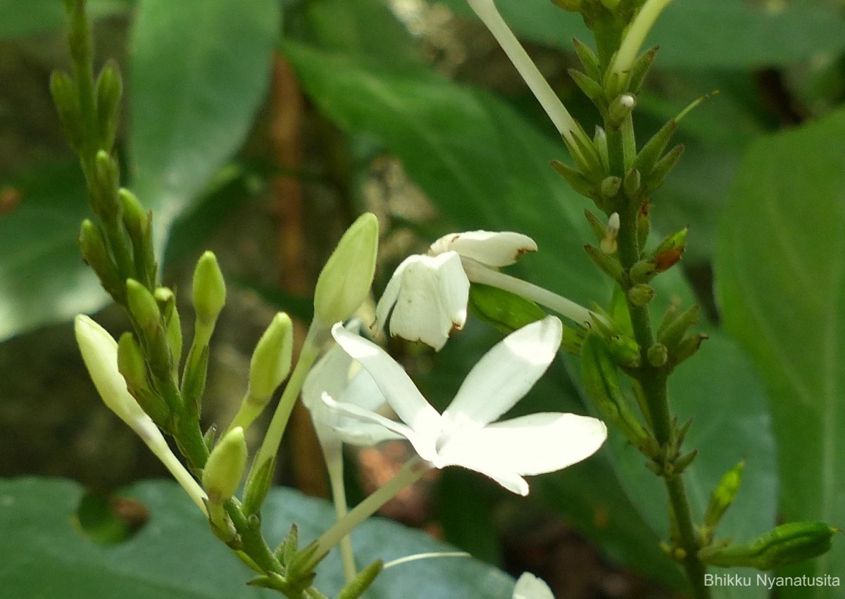 Pseuderanthemum latifolium (Vahl) B.Hansen